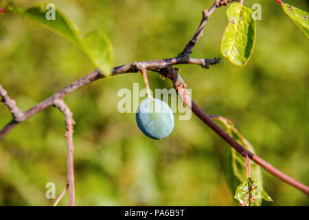 image of a wild plum berry ripens on a branch Stock Photo