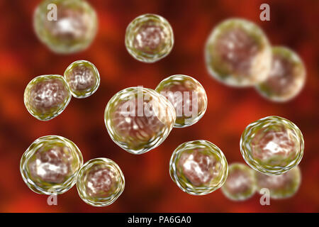Blastomyces dermatitis fungus, yeast form, computer illustration. This fungus is the causative agent of the disease blastomycosis, which has a range of presentations. It mainly affects the lungs and may cause a flu-like disease, an acute disease similar to pneumonia, a chronic illness similar to tuberculosis or the potentially fatal acute respiratory distress syndrome. Stock Photo
