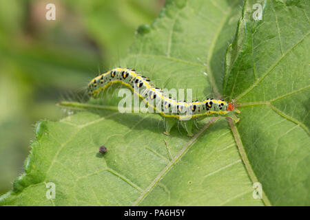 Caterpillar, Papua New Guinea Stock Photo