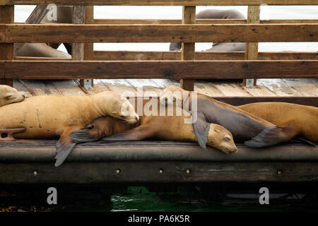 Sea Lions Hauled out on a Dock Stock Photo