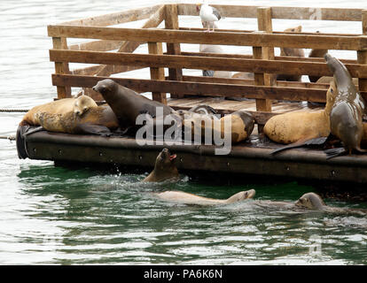 Sea Lions Hauled out on a Dock Stock Photo