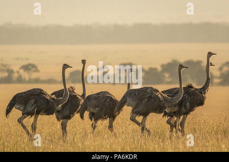 Group of 7 Common Ostriches (Struthio camelus)  walking in late afternoon in the Masai Mara in Kenya Stock Photo