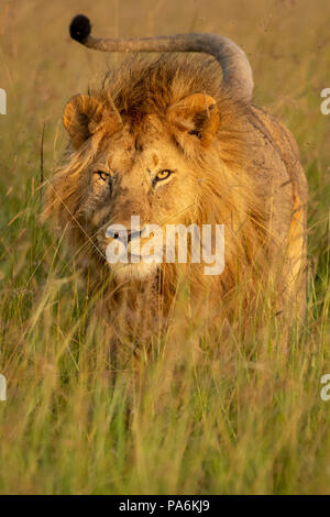 Adult male maned lion charging in grassland in the Masai Mara game preserve in Kenya