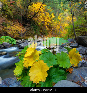 Saxifrage, Indian Rhubarb, Darmera peltata, Yuba River; Sierra National Forest, California Stock Photo