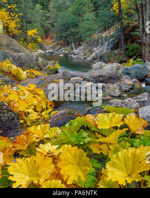 Saxifrage, Indian Rhubarb, Darmera peltata, Yuba River; Tahoe National Forest, California Stock Photo