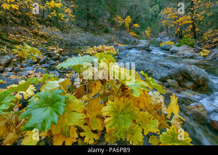 Indian Rhubarb, Darmera Peralta, Lavezzola Creek, Tahoe National Forest, California Stock Photo