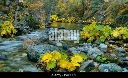 Indian Rhubarb, Darmera Peralta, Lavezzola Creek, Tahoe National Forest, California Stock Photo