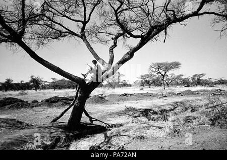 Tserona, Eritrea. 2nd Nov, 1999. In the heat of the day, a lone fighter stands guard in an acacia tree at Egri Mikhal. Beyond the front-line trench, the Eritreans have heavily mined the stretch of land that separates them from the Ethiopian soldiers. Credit: Cheryl Hatch/ZUMAPRESS.com/Alamy Live News Stock Photo