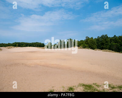 View at Boberger sand dunes in nature reserve Boberg in east of Hamburg, Germany at day. Selective focus on foreground. Stock Photo