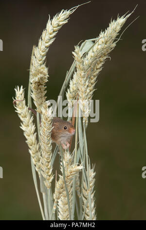 A very small harvest mouse peers out from behind ears of wheat in upright format Stock Photo