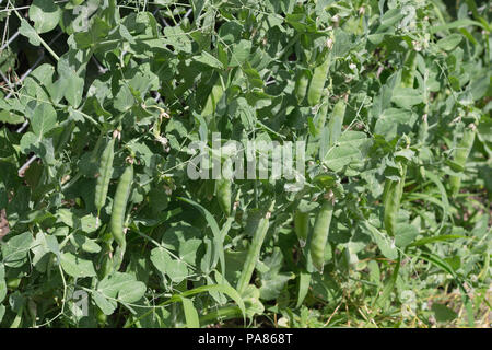 Snow peas (snap peas) growing on the vine on a commercial farm in Stock