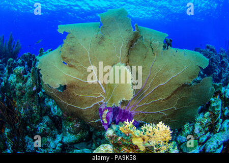 gorgonia flabellum venezuela -  los roques Stock Photo