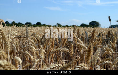 view into a field with wheat ready for harvest. Stock Photo