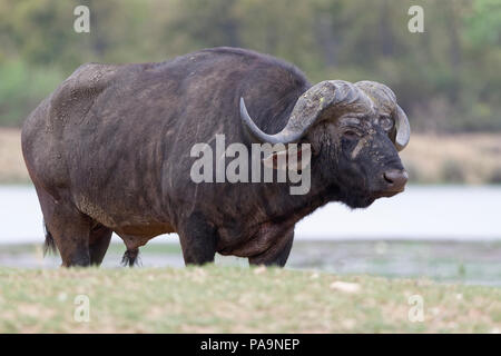 African buffalo or Cape buffalo (Syncerus caffer), adult bull standing on the banks of the Letaba River, Kruger National Park, South Africa, Africa Stock Photo