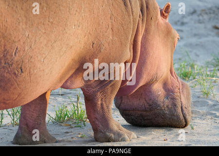 Hippopotamus (Hippopotamus amphibius) standing out of the water in the riverbed Olifants, foraging, Kruger National Park, South Africa, Africa Stock Photo