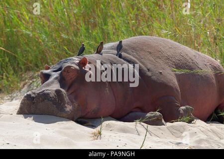 Hippopotamus (Hippopotamus amphibius) sleeping on the riverbanks of Olifants River with red-billed oxpeckers, Kruger National Park, South Africa Stock Photo