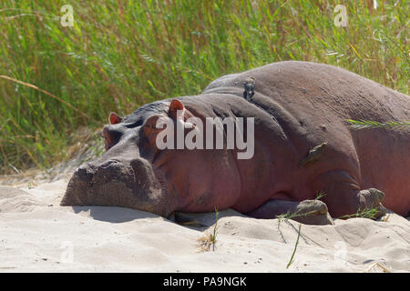 Hippopotamus (Hippopotamus amphibius) sleeping on the riverbanks of Olifants River with red-billed oxpeckers, Kruger National Park, South Africa Stock Photo