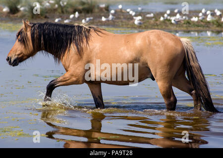 Henson's Horse - Crossing the water Cheval Henson - Traversant l'eau Equus caballus Stock Photo