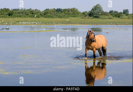 Henson's Horse - Crossing the water (Equus caballus) - Reflecting Cheval Henson Stock Photo