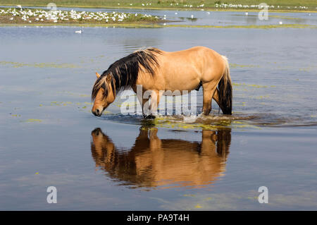 Henson's Horse - Crossing the water Cheval Henson - Traversant l'eau Equus caballus Stock Photo