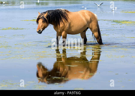 Henson's Horse - Crossing the water (Equus caballus) - Reflecting Cheval Henson Stock Photo