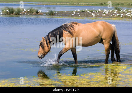 Henson's Horse - Crossing the water (Equus caballus) Cheval Henson Stock Photo