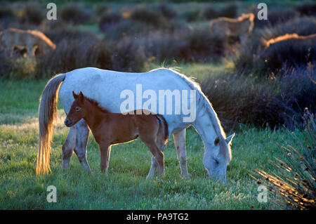 Wild horse of Camargue (Equus caballus) - Mare and foal - Southern France Cheval Camargue Stock Photo