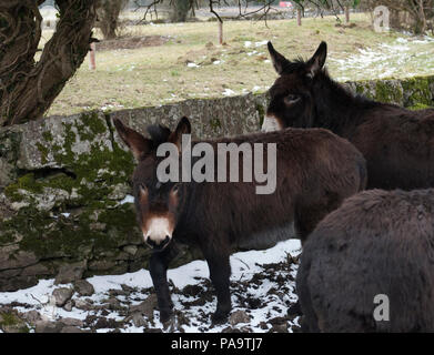 Group of Friendly Donkeys in the west of ireland Stock Photo