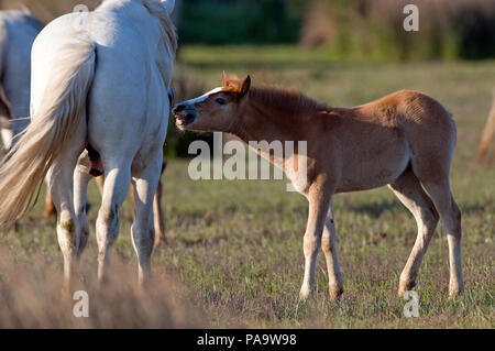 Cheval Camargue - etalon et poulain - Wild Horse of Camargue - stallion and foal - Equus caballus Stock Photo