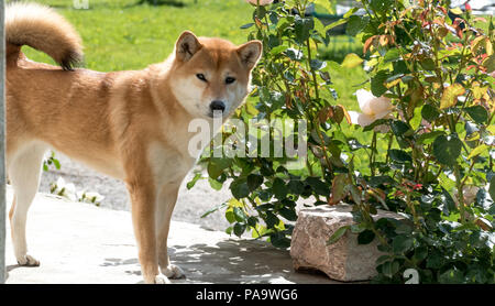 A Shiba Inu smelling a rose and then looking at you Stock Photo