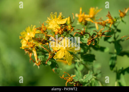 Blossoming common Saint John's wort (Hypericum perforatum) Stock Photo