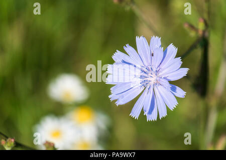 Gently blue chicory flower (Cichorium intybus) Stock Photo