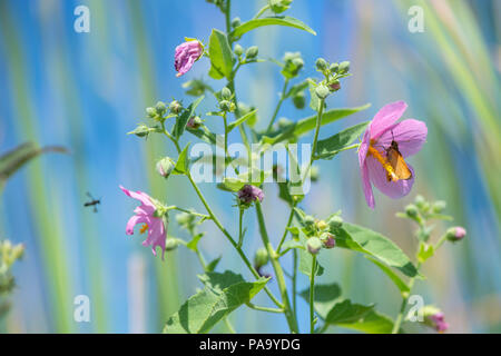 A butterfly visits a satlmarsh mallow Stock Photo