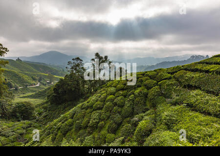 Tea plantations in the Cameron Highlands, Malaysia Stock Photo