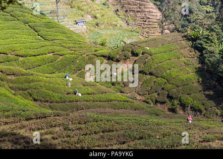 Tea plantations in the Cameron Highlands, Malaysia.  Workers picking tea Stock Photo