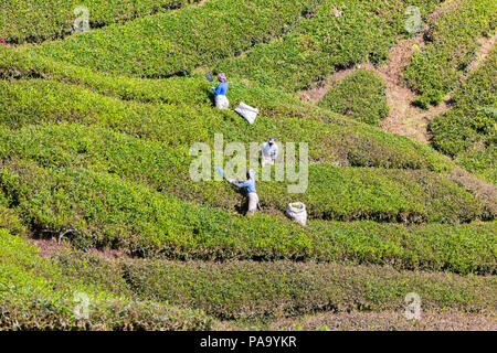 Tea plantations in the Cameron Highlands, Malaysia.  Workers picking tea Stock Photo
