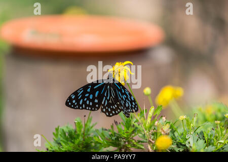 Dark Blue Tiger butterfly - Tirumala septentrionis Stock Photo