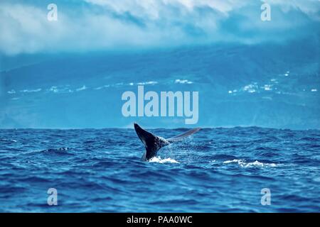 Water dripping from a sperm whale's tail on a cloudy day near Pico Island Stock Photo