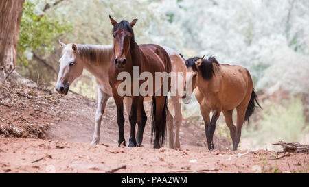 Wild horses inside Canyon de Chelly National Monument near Chinle, Arizona. Stock Photo