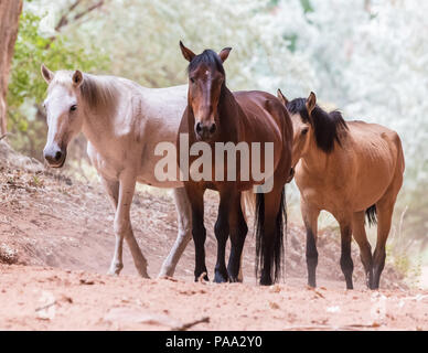 Wild horses inside Canyon de Chelly National Monument near Chinle, Arizona. Stock Photo