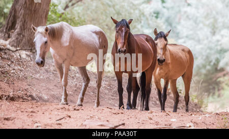 Wild horses inside Canyon de Chelly National Monument near Chinle, Arizona. Stock Photo