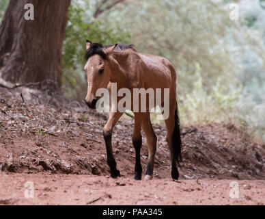 Wild horses inside Canyon de Chelly National Monument near Chinle, Arizona. Stock Photo