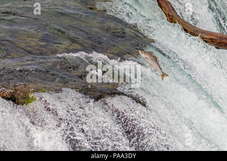 Single Salmon Jumping Over  the Brooks Falls at Katmai National Park, Alaska Stock Photo