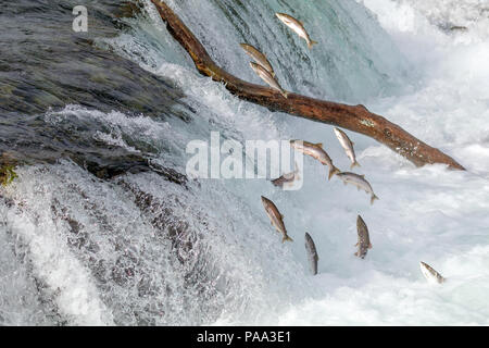 Salmon Jumping Over  the Brooks Falls at Katmai National Park, Alaska Stock Photo