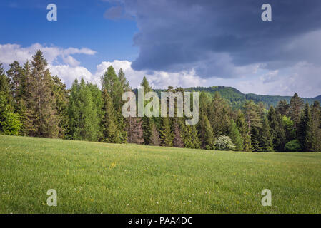 Green meadow in Klastorisko area in Slovak Paradise, north part of Slovak Ore Mountains in Slovakia Stock Photo