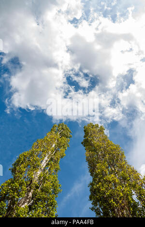 Two tall green poplars grow up against the blue sky and white clouds in the form of a circle. Stock Photo