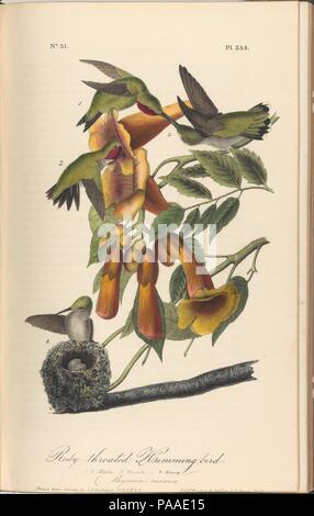 The Birds of America from Drawings Made in the United States. Designer: After John James Audubon (American (born Haiti), Les Cayes (Saint-Domingue) 1785-1851 New York). Dimensions: book: 10 7/16 x 6 11/16 in. (26.5 x 17 cm)  page: 10 x 6 3/8 in. (25.4 x 16.2 cm). Lithographer: John T. Bowen (American, ca. 1801-?1856). Publisher: J. B. Chevalier (Phildelphia, Pennsylvania); John James Audubon (American (born Haiti), Les Cayes (Saint-Domingue) 1785-1851 New York). Date: 1842. Museum: Metropolitan Museum of Art, New York, USA. Stock Photo