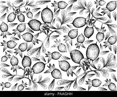 Exotic Fruit, Illustration Wallpaper of Hand Drawn Sketch Diospyros Lycioides Fruit with Green Leaves on Tree Branch Isolated on White Background. Stock Vector