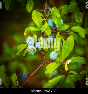 Sloe Berries ripening in the summer sunshine Stock Photo