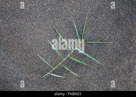 design composition grass on dark brown sand background Stock Photo